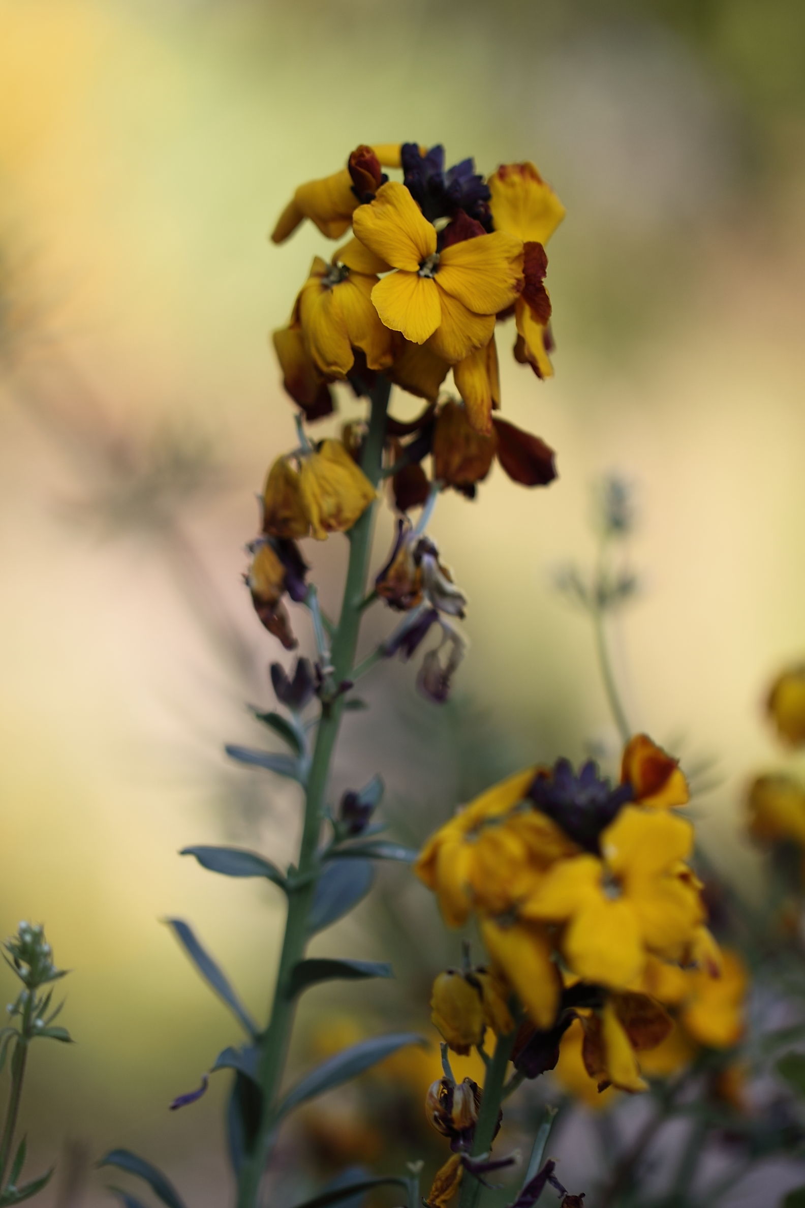 Erysimum sp.